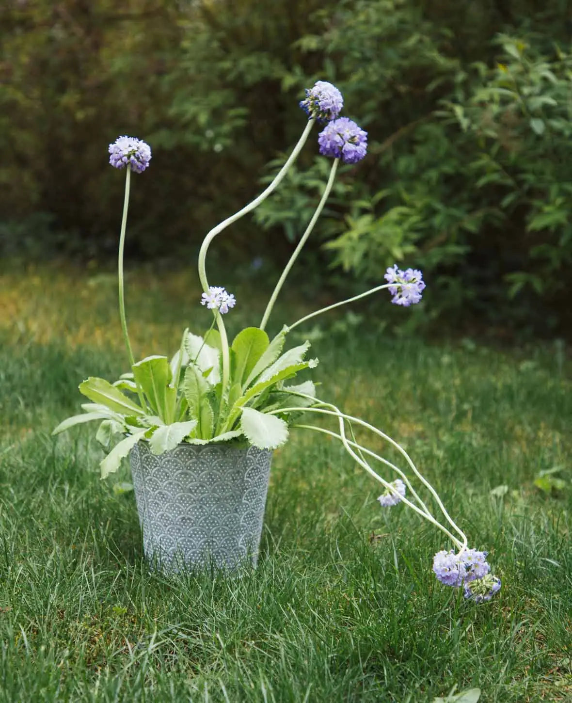Blumentopf / Übertopf aus Blech mit Orient-Muster, Ø 16 x H 15 cm