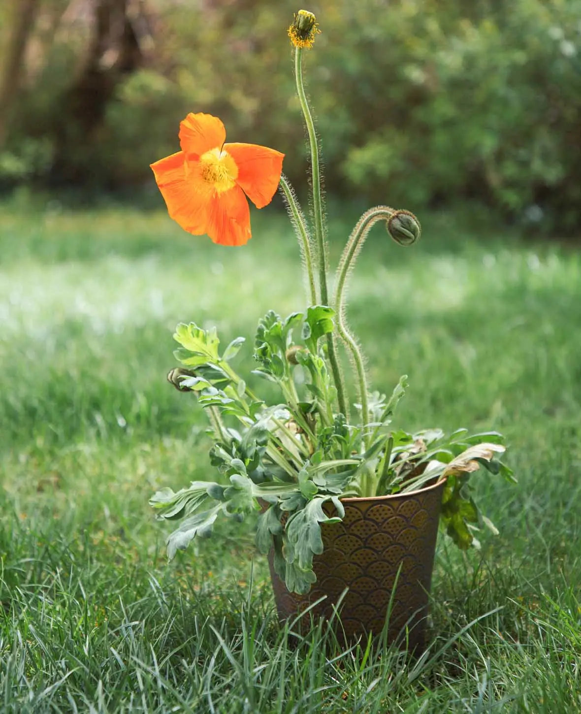 Blumentopf / Übertopf aus Blech, Kupferfarben mit Orient-Muster, Ø 20 x H 17 cm