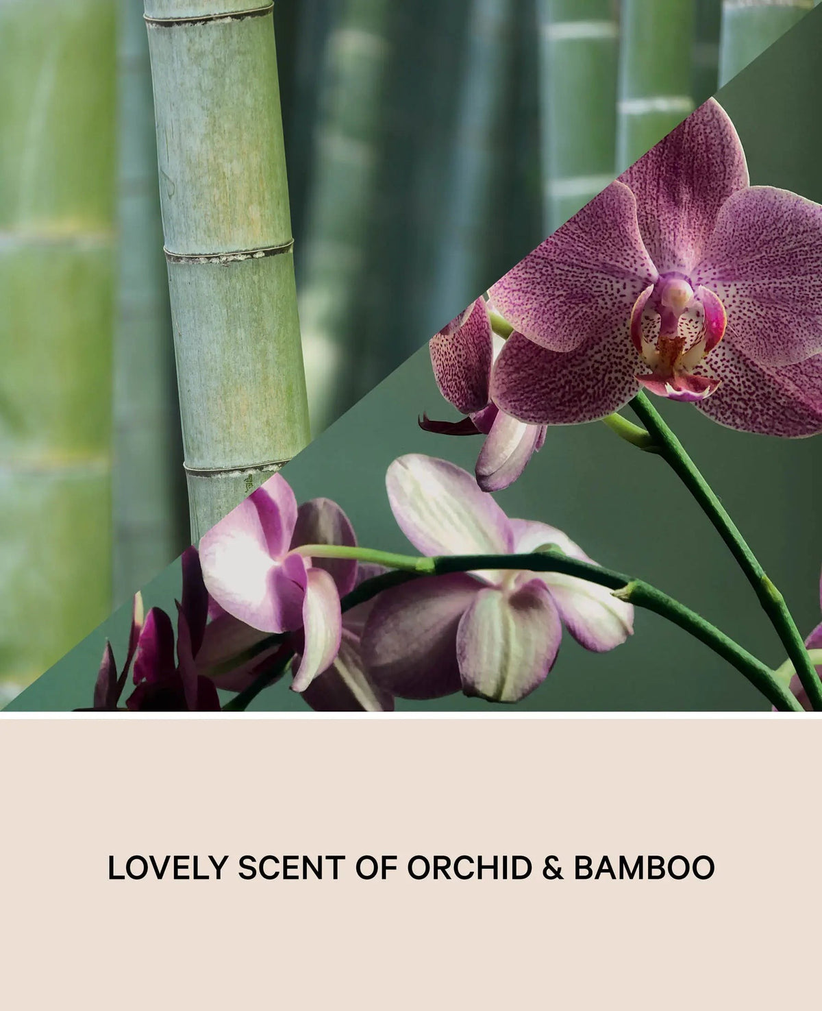 Duftkerze "Orchid Bamboo" aus Sojawachs, 100% vegan