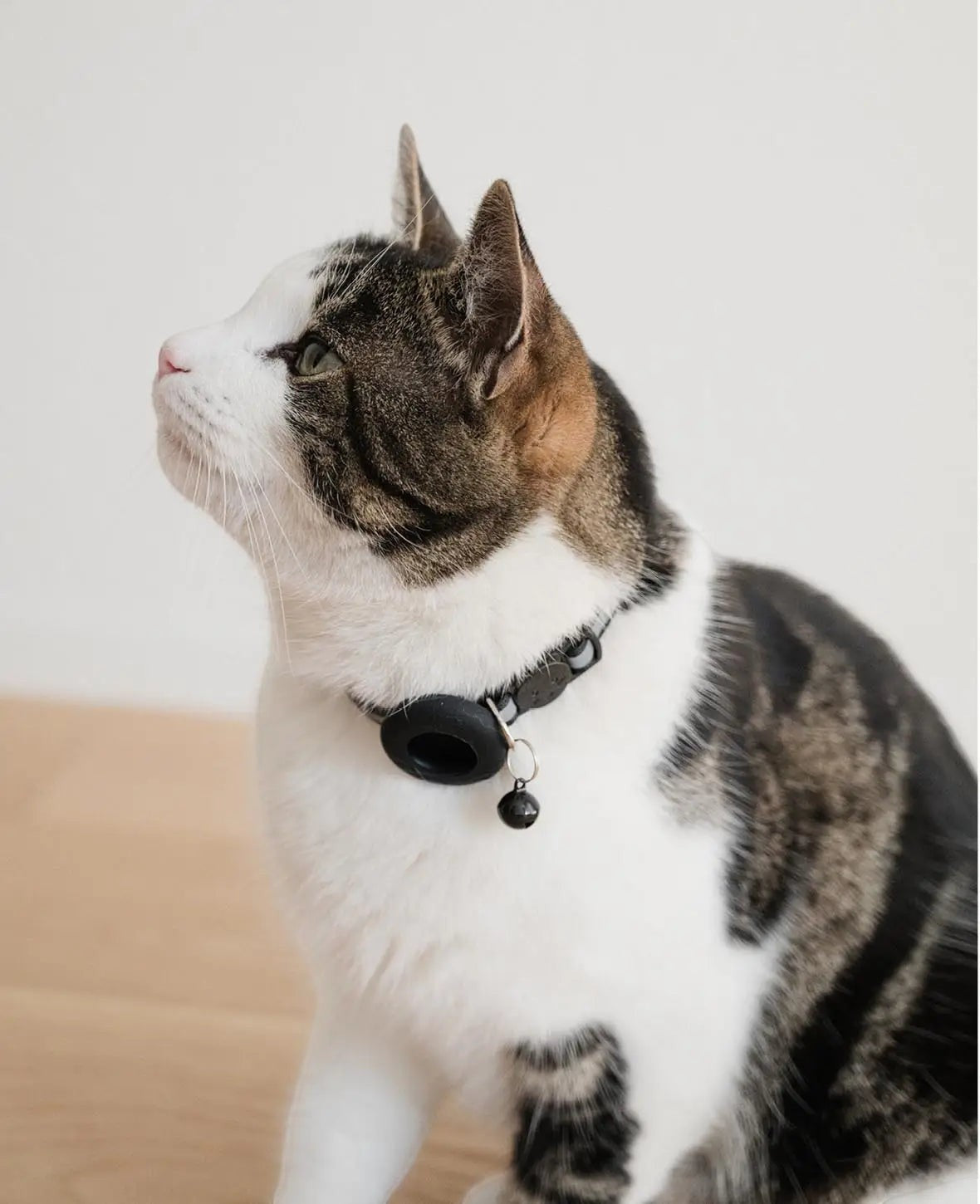 Katzen Halsband mit Apple AirTag Silikon Halterung, Adressanhänger, Schwarz