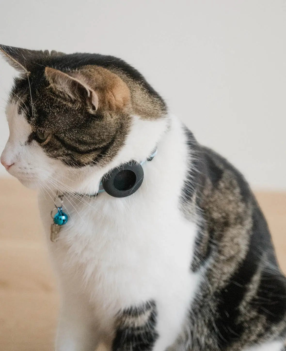 Katzen Halsband mit Apple AirTag Silikon Halterung, Adressanhänger, Blau