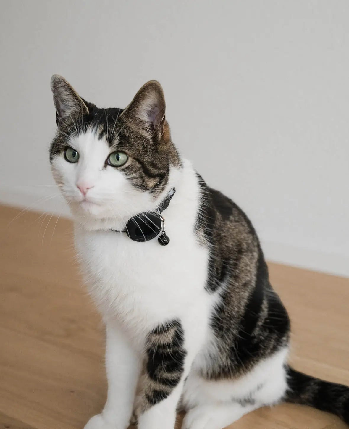 Katzen Halsband mit Apple AirTag Silikon Halterung, Reflektor, Schwarz