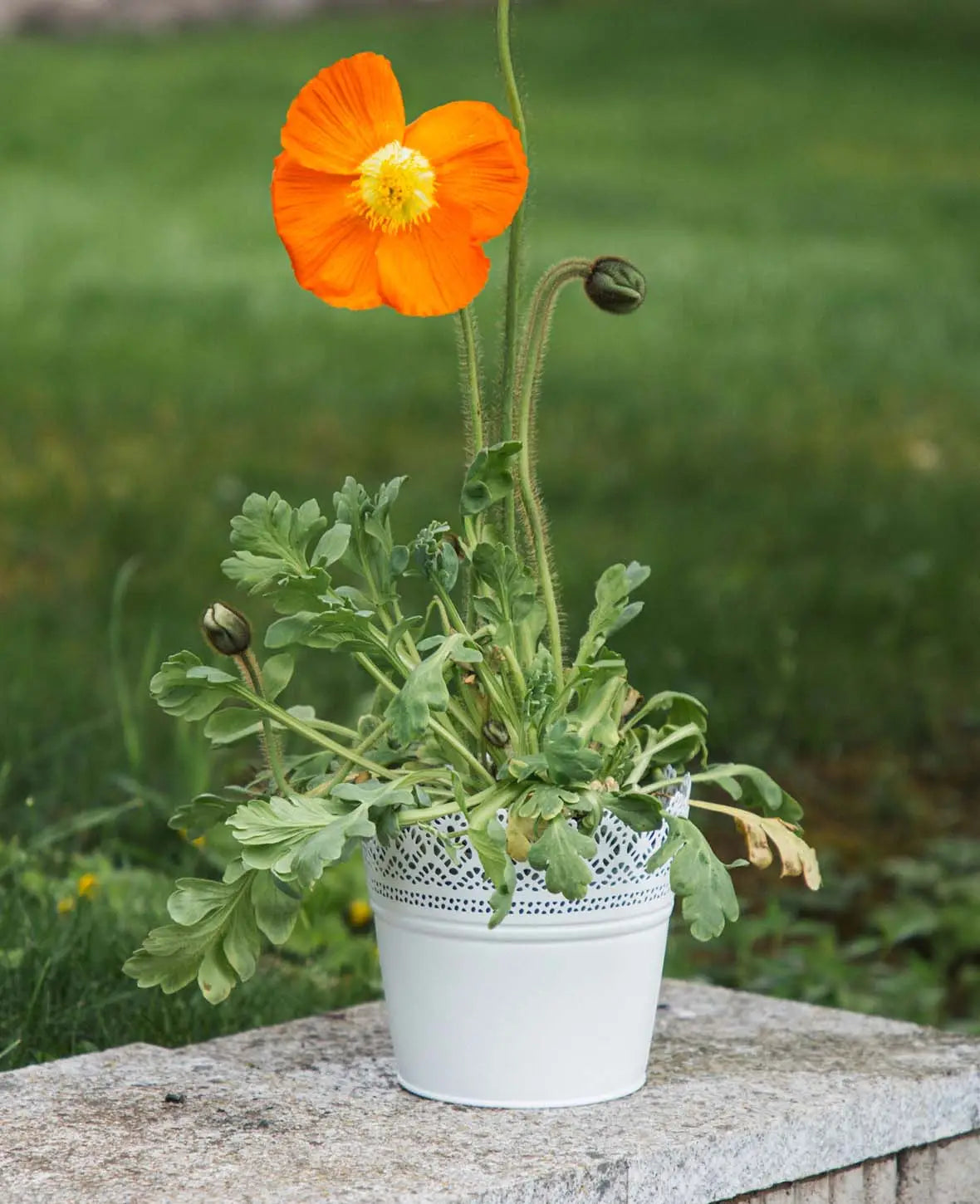Blumentopf / Übertopf mit Spitzen aus Blech in Matt Weiss, Ø 16 x 14 cm