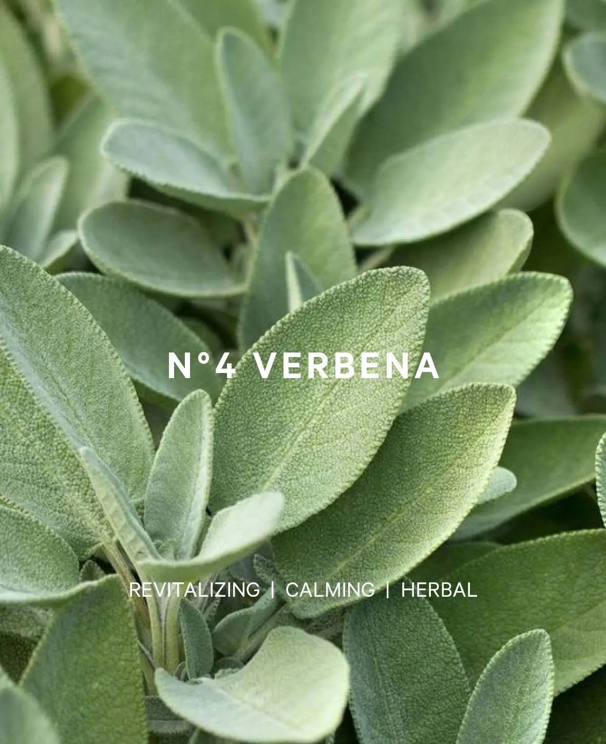 Esmée Premium Scents - N°4 Verbena, Duftkerze mit Duftnote "Herbal Botanics", 280 g, Grün