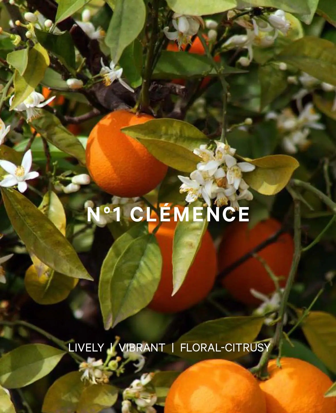 Esmée Premium Scents - N°1 Clémence, Diffusor mit Duftnote "Bloomy Citrus", 200 ml, Gelb