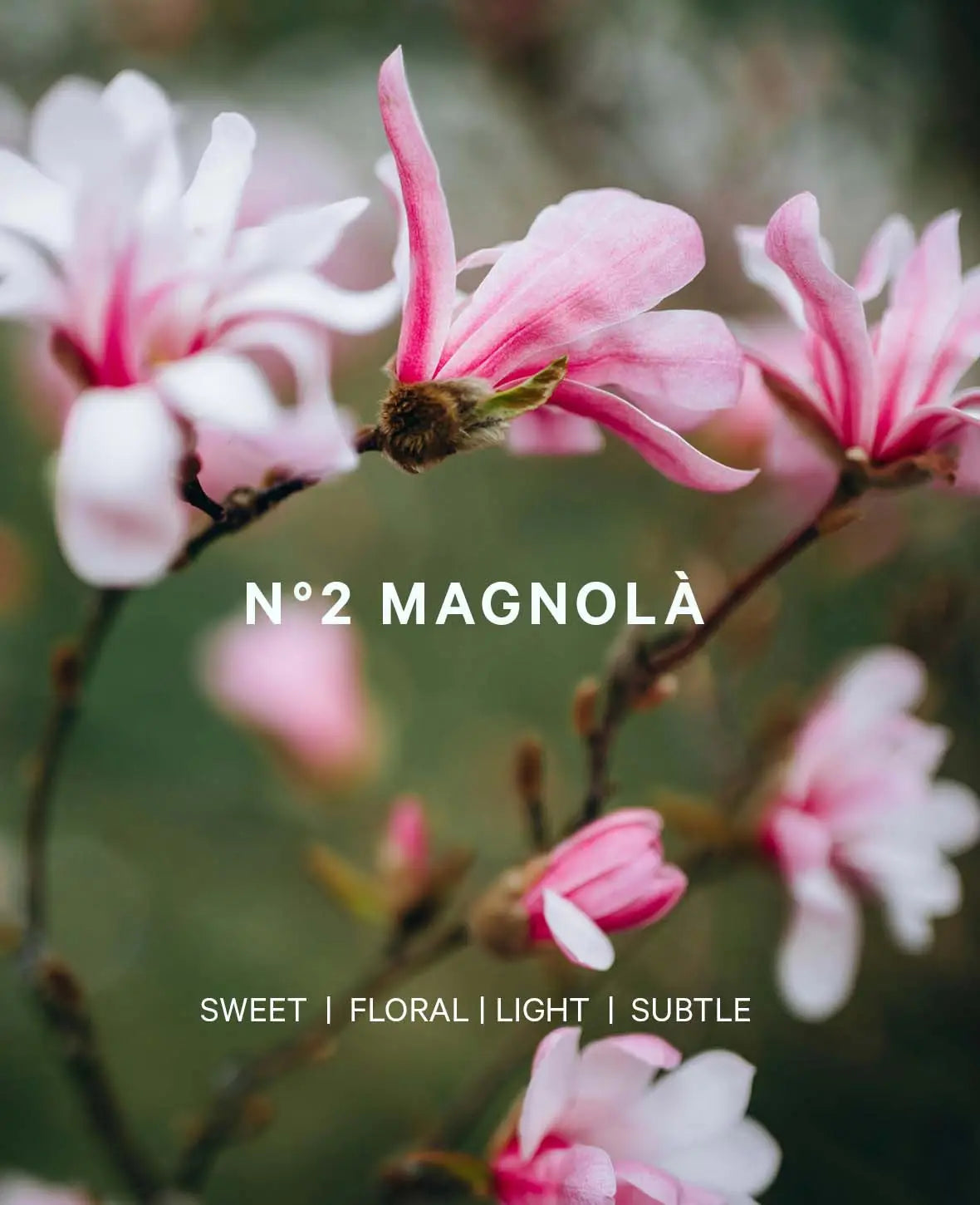 Esmée Premium Scents - N°2 Magnolà, Diffusor mit Duftnote "Soft Blossoms", 200 ml, Rot