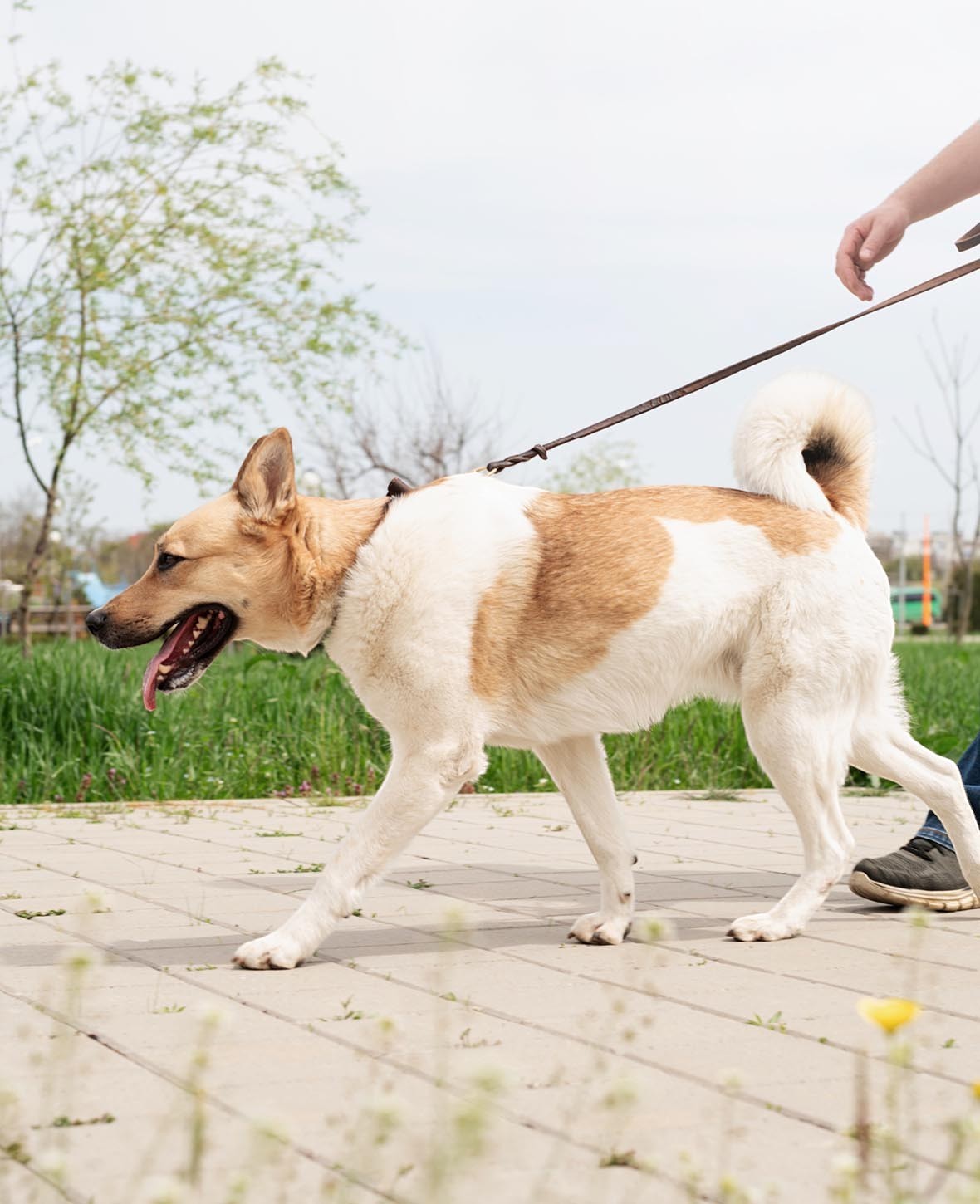 Luxus Hundehalsband mit Leine, braun, S