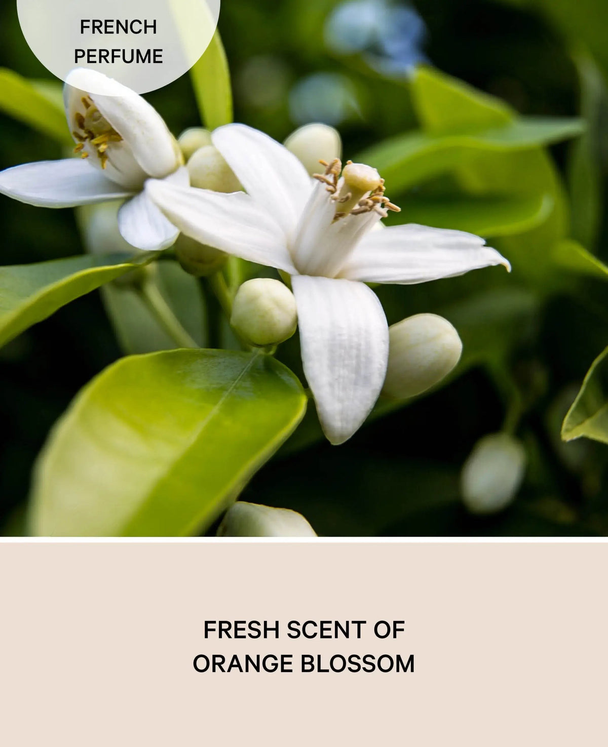 Duftkerze aus Sojawachs, Orange Blossom, 145g