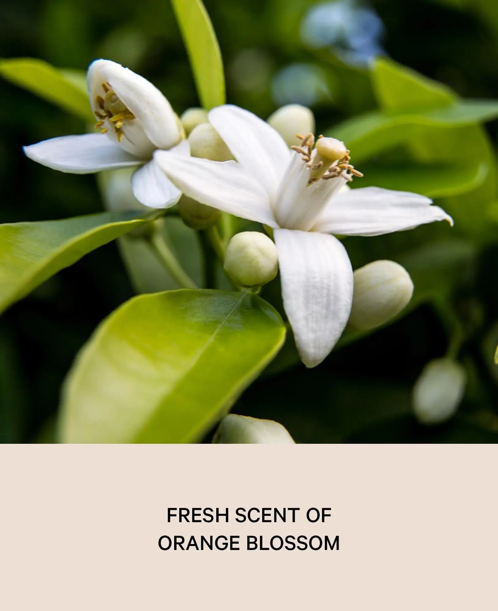 Duft Diffuser / Raumduft, 75ml, Orange Blossom