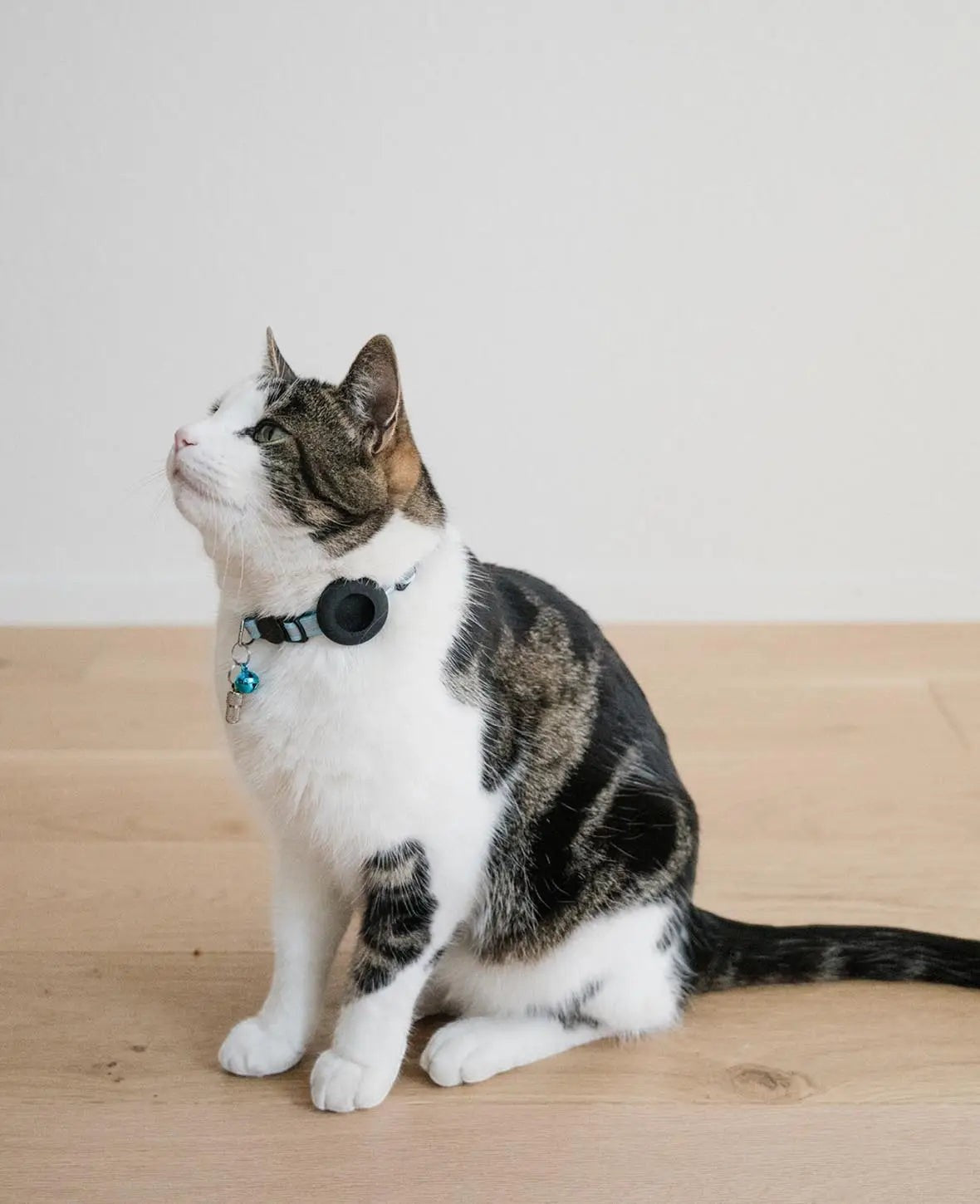 Katzen Halsband mit Apple AirTag Silikon Halterung, Adressanhänger, Blau