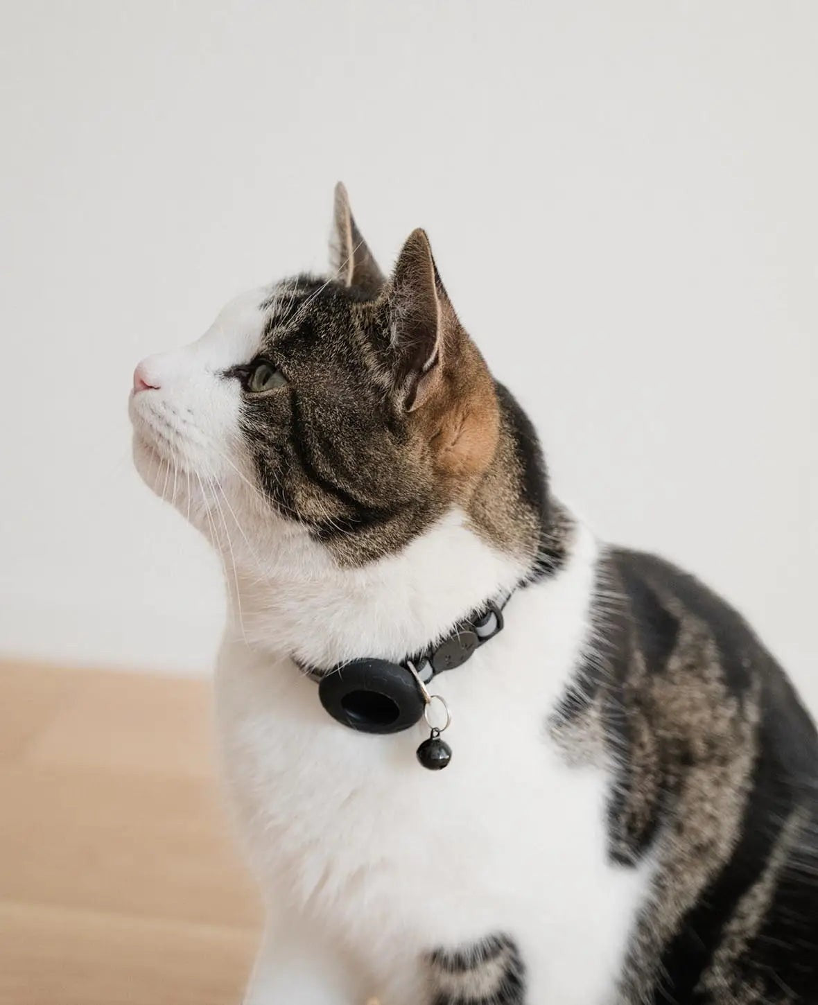 Katzen Halsband mit Apple AirTag Silikon Halterung, Reflektor, Schwarz