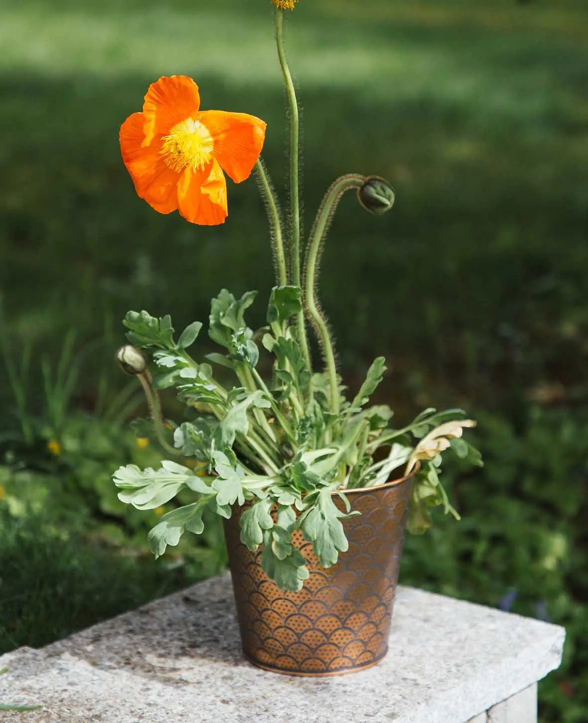 Esmée Blumentopf aus kupferfarbenem Blech mit orientalischem Muster, bepflanzt mit einer orangefarbenen Mohnblume